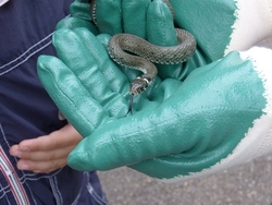 Snake Capture
