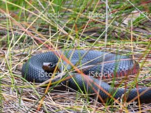 deter snakes