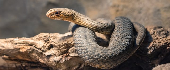 Snake repellers