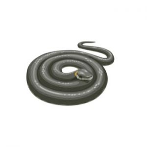 what is good to keep snakes away