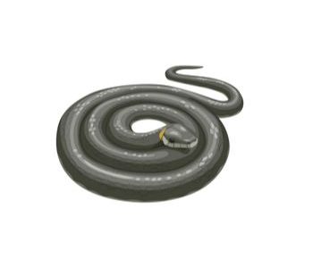 what is good to keep snakes away