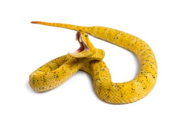 Ultrasonic Snake Repellent
