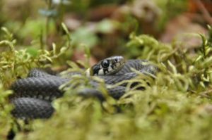 Snake