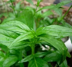 Plants That Repel Snakes - King of Bitters