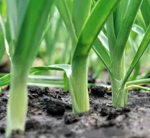 Plants That Repel Snakes - Onion & Garlic