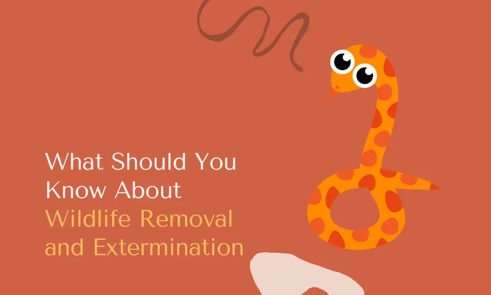 What Should You Know About Wildlife Removal and Extermination
