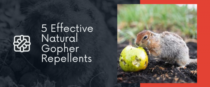 5 Effective Natural Gopher Repellents
