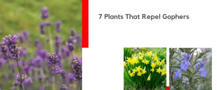 7 Plants That Repel Gophers