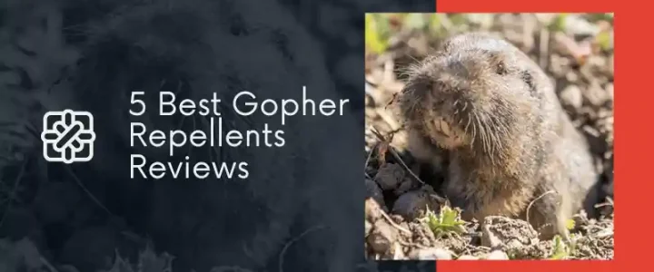 Best Gopher Repellents Reviews and Buying Guide