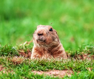 Best Gopher Repellents Reviews and Buying Guide