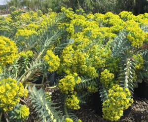Gopher Spurge or (Euphorbia Lathyrus) plant is ineffective against repelling the Gophers