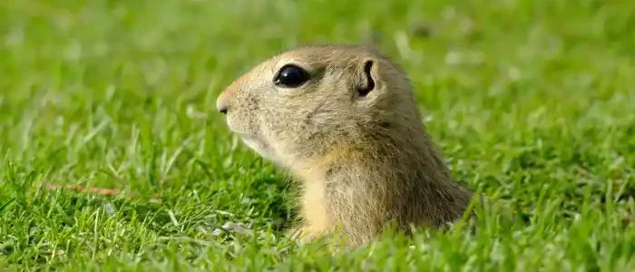 How to Deal With Gophers Humanely & Naturally