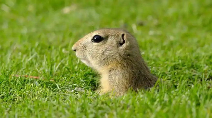 How to Deal With Gophers Humanely & Naturally