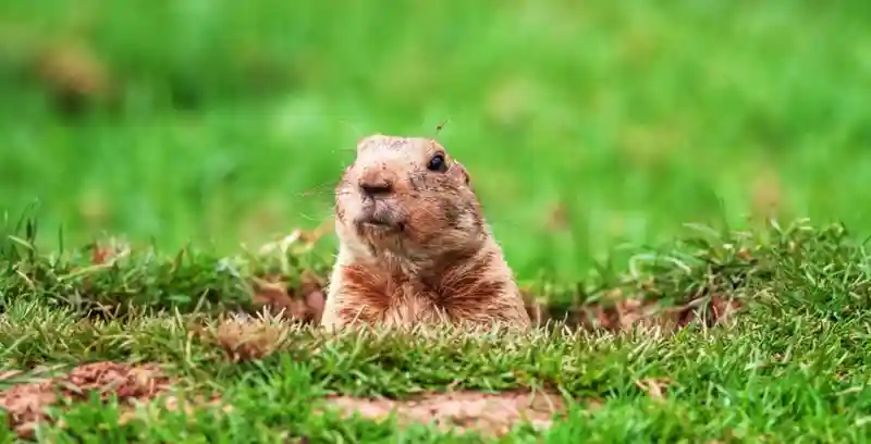 How to Get Rid of Gophers and Moles