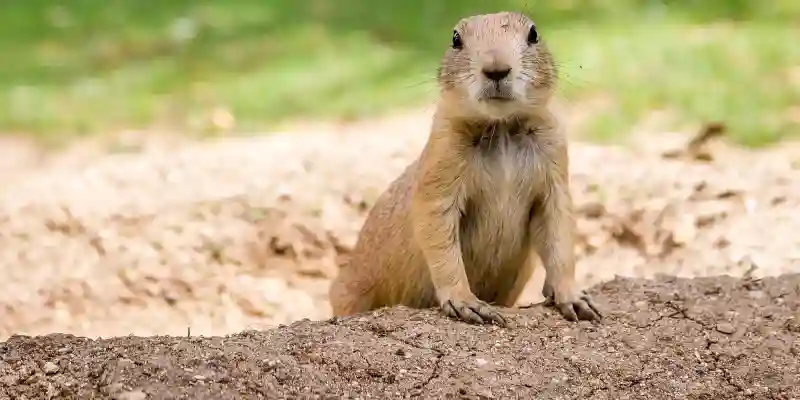 How to Identify Gopher Damage in Your Yard and Garden