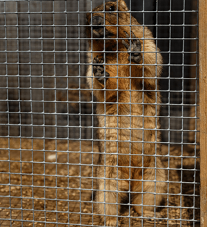 No-kill traps are an effective way to capture gophers instead of killing them