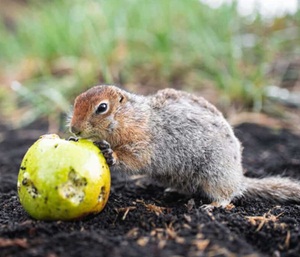 Oils and scents are very effective in naturally repelling gophers