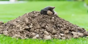 Trapping moles and gopher