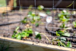 Snake Fence