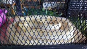 snake Barrier Fences