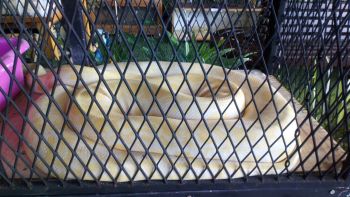 Snake Fence Installation: What to Expect snake Barrier Fences