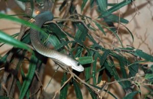 Black Mumba Snake