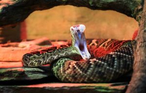 East Diamond Back Rattlesnake