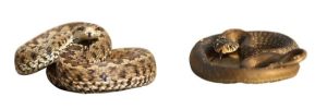 How to the difference between a poisonous and non Poisonous snake