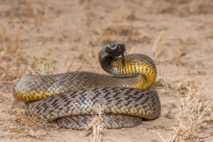 Inland Taipan