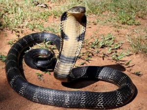 King Cobra Information