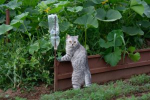 Outdoor Cat Safety Integrating Snake Repellents