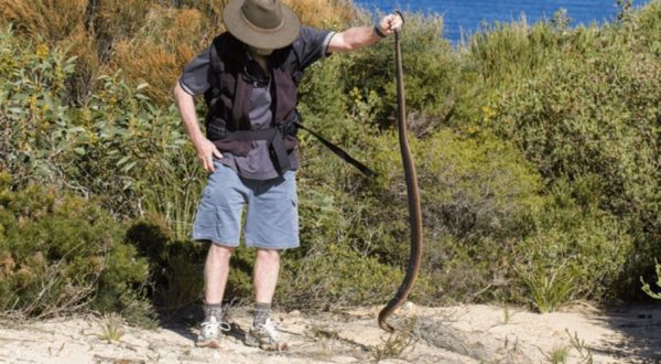 Snake Catchers